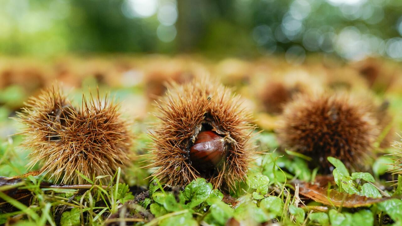 Esskastanien schmecken nicht nur Wildschweinen