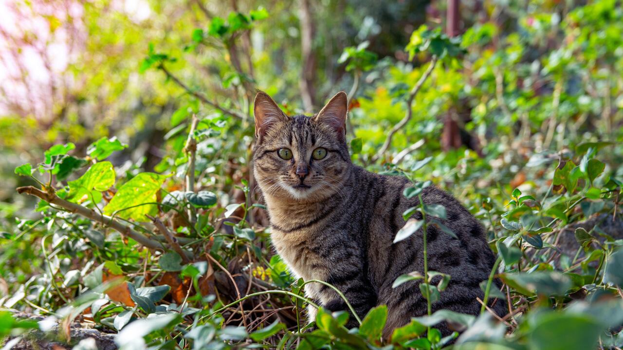 Experten raten: Kleine Katzen nicht aus dem Wald mitnehmen