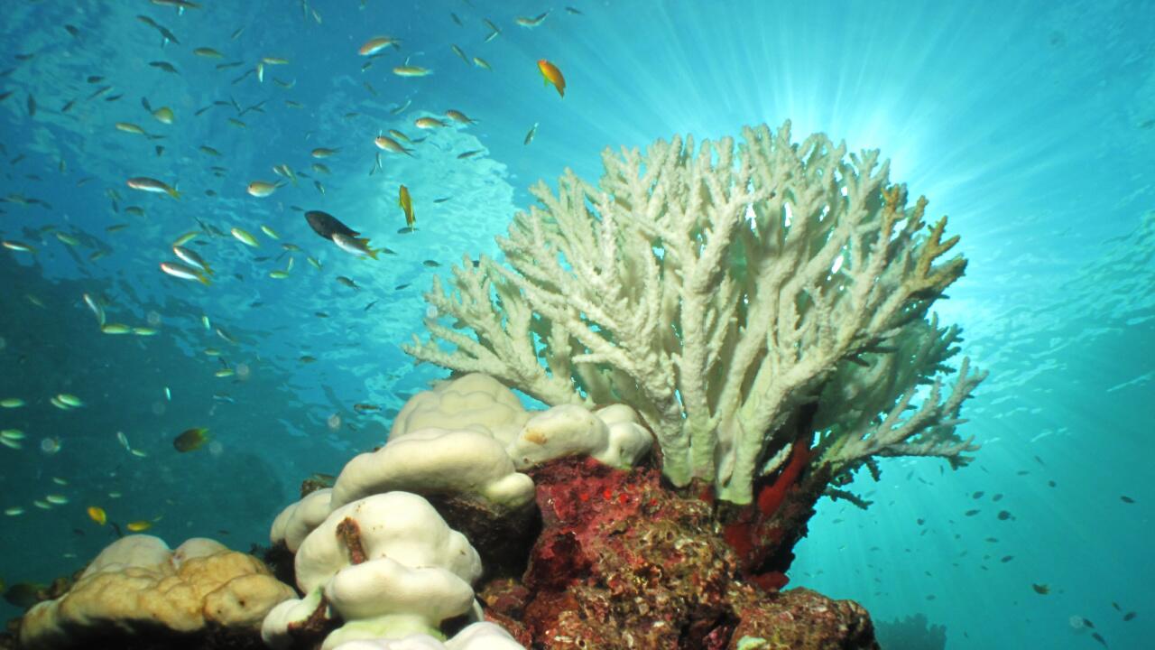 Extreme Meerestemperaturen: Korallen weltweit drohen auszubleichen