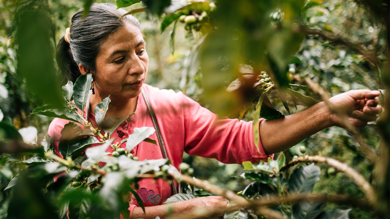 Fair-Trade-Kaffee: Kaffeeernte bei Cenfrocafè in Peru
