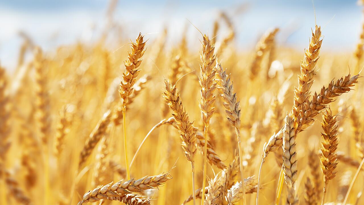 Foodwatch warnt: Jedes dritte Getreideprodukt mit Pestiziden belastet