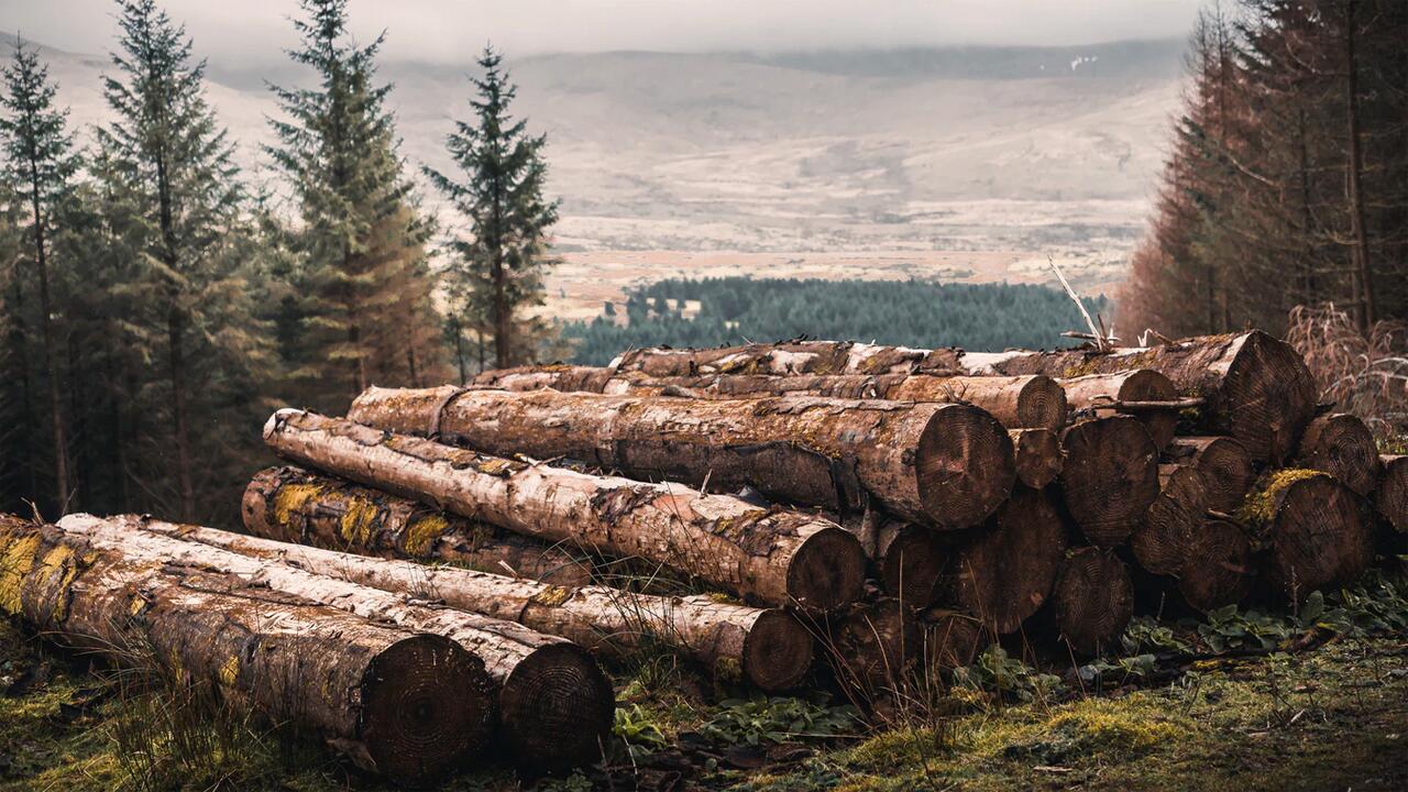 FSC: Warum Umweltschützer den Forest Stewardship Council reformieren wollen FSC: Warum Umweltschützer den Forest Stewardship Council reformieren wollen
