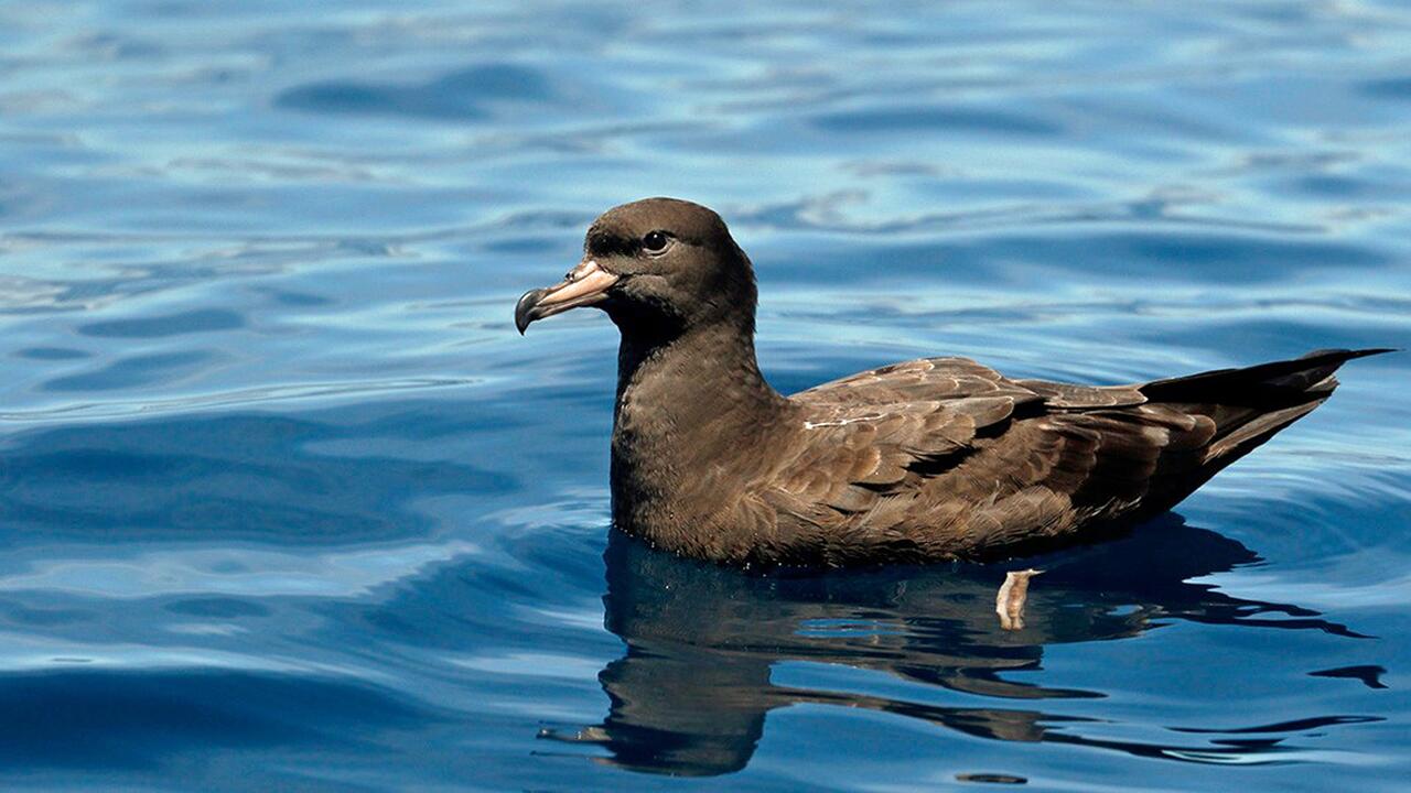Forscher entdecken durch Plastik verursachte Krankheit bei Seevögeln