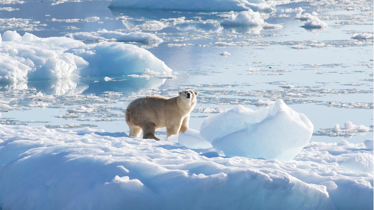 Forscher haben eine neue Eisbären-Population in Grönland entdeckt.