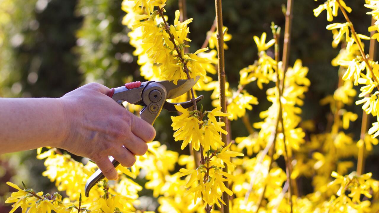 Forsythien schneiden: Wann ist der richtige Zeitpunkt?