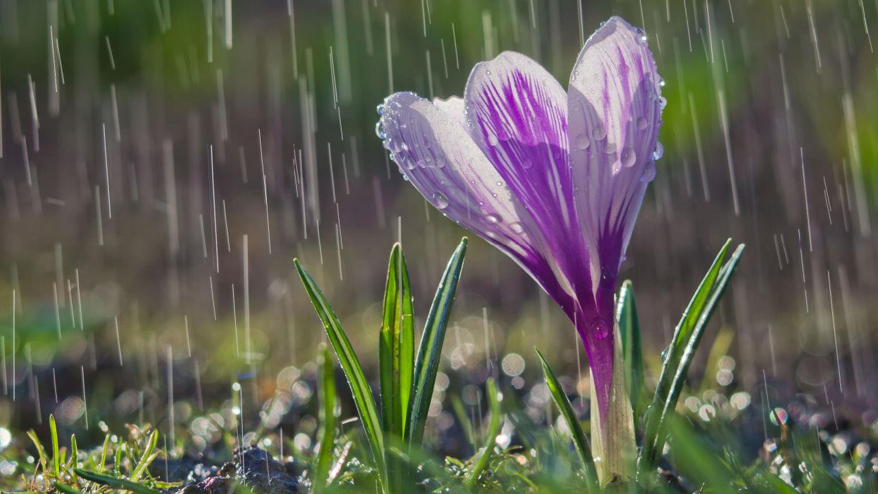 Frühling brachte sehr viel Regen - nur dem Nordosten nicht 