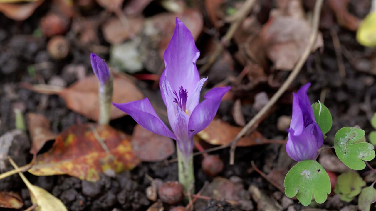 Frühling im Herbst: Diese Krokusse muss man schon jetzt setzen 