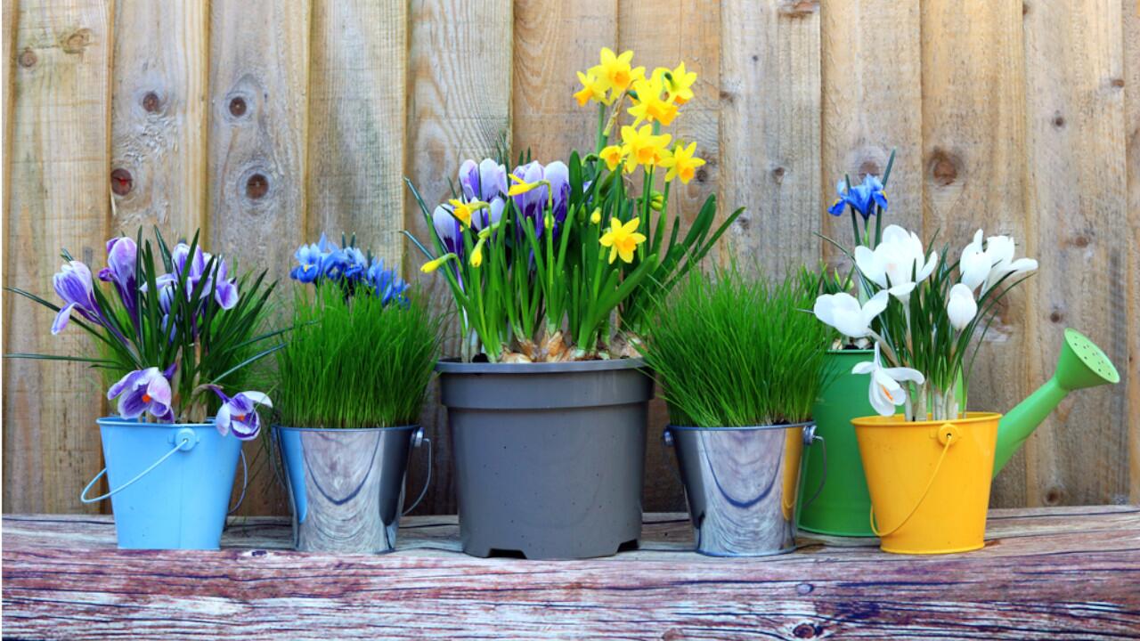 Frühlingsblumen mögen die Sonne im Frühjahr, vertragen den Spätfrost aber schlecht.