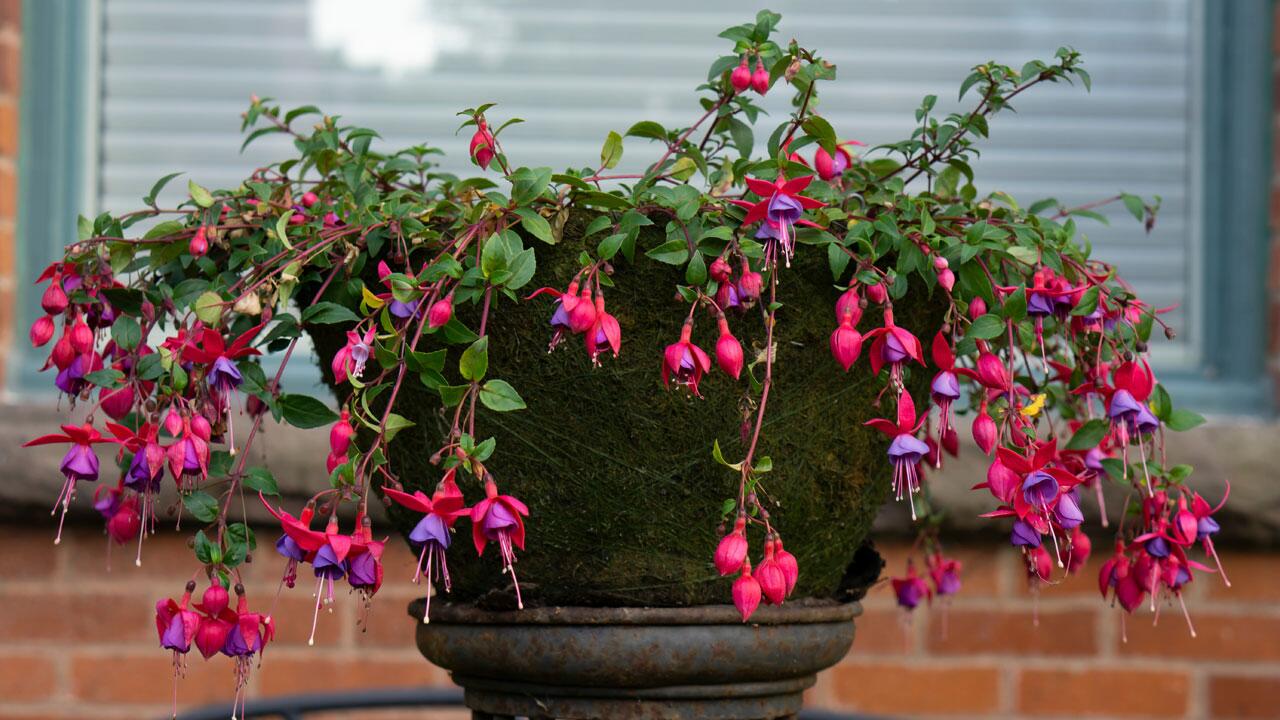 Fuchsien: Nicht entsorgen, sondern überwintern Fuchsien: Nicht entsorgen, sondern überwintern