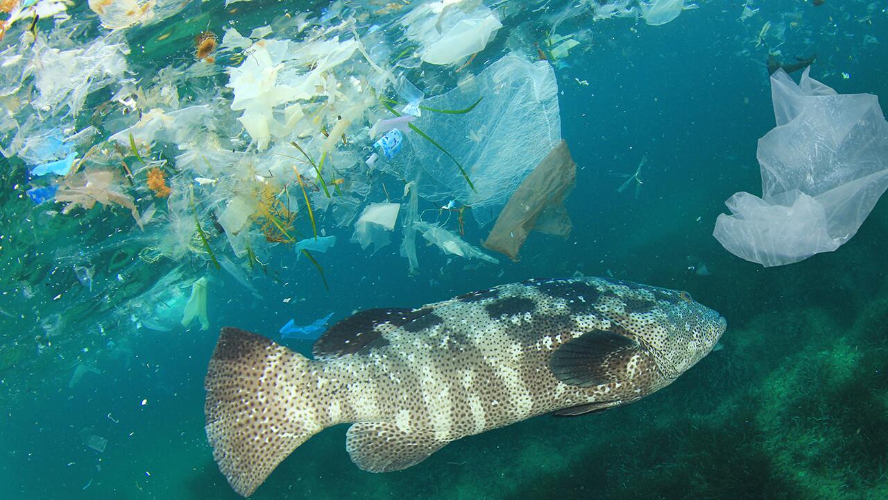 Fünf Tipps: So belasten Sie die Umwelt weniger mit Mikroplastik