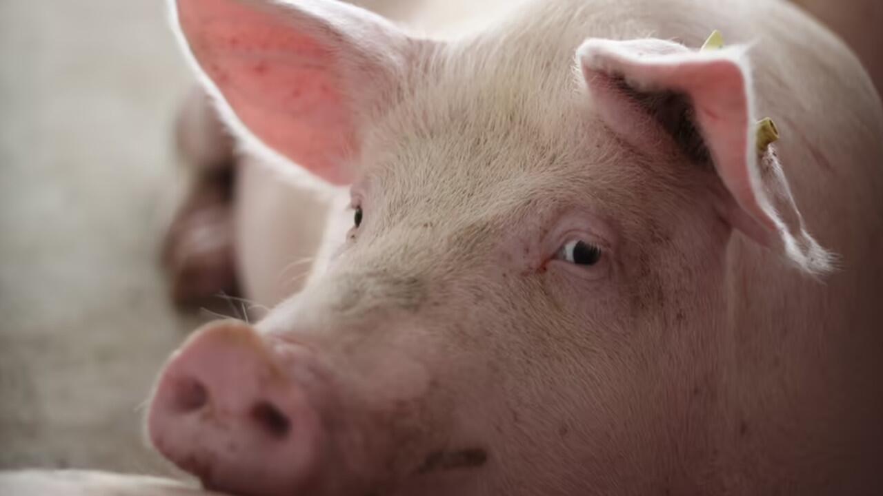Für Schweinefleisch gelten bald erweiterte Herkunftspflichten.