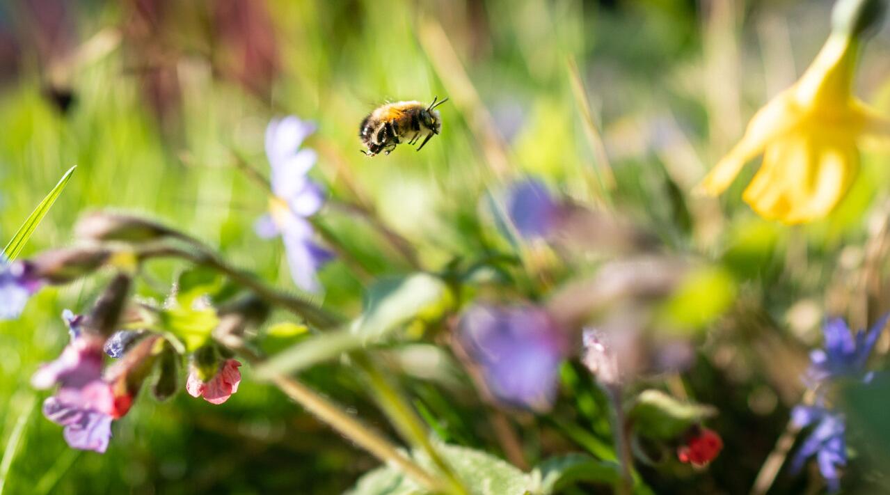 Für Wildbienen ist April die Hauptsaison 