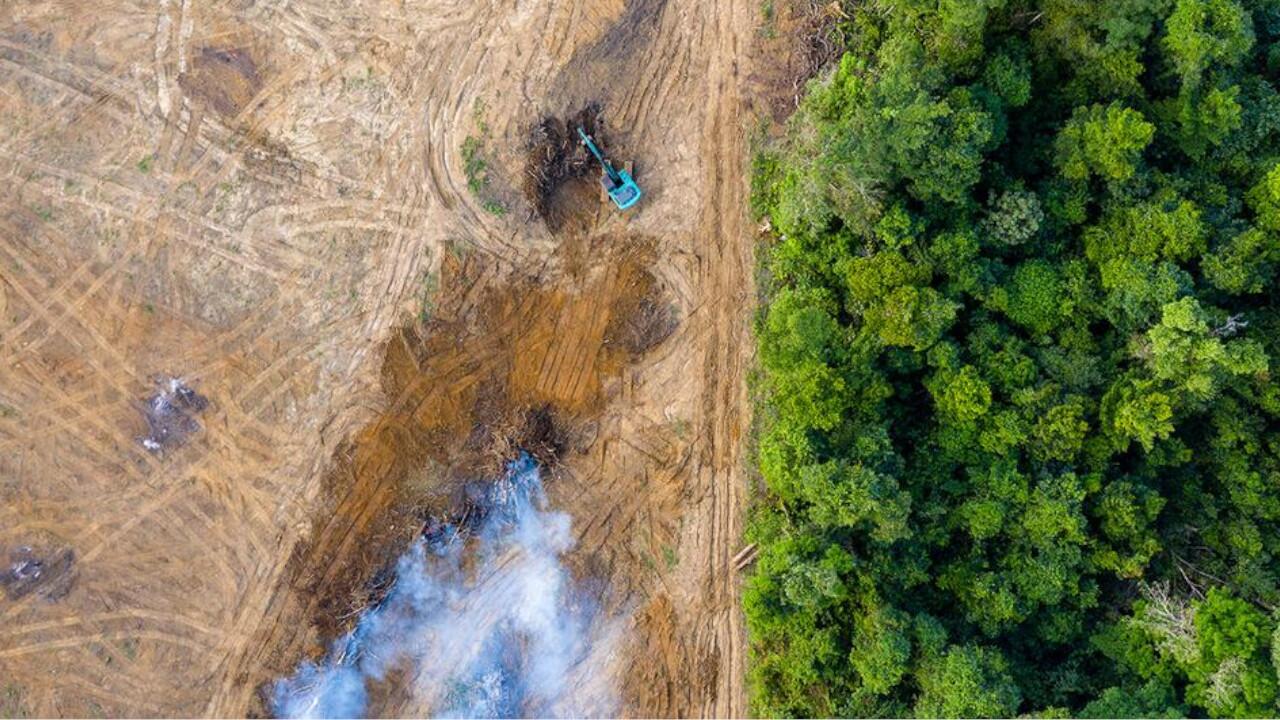 Für die Palmölplantagen wird wertvoller Regenwald abgeholzt.