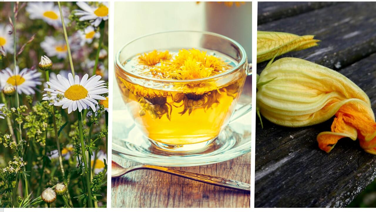 Gänseblümchen, Löwenzahn, Zucchini: Die Blüten vieler Blumen und Gemüsepflanzen sind essbar.