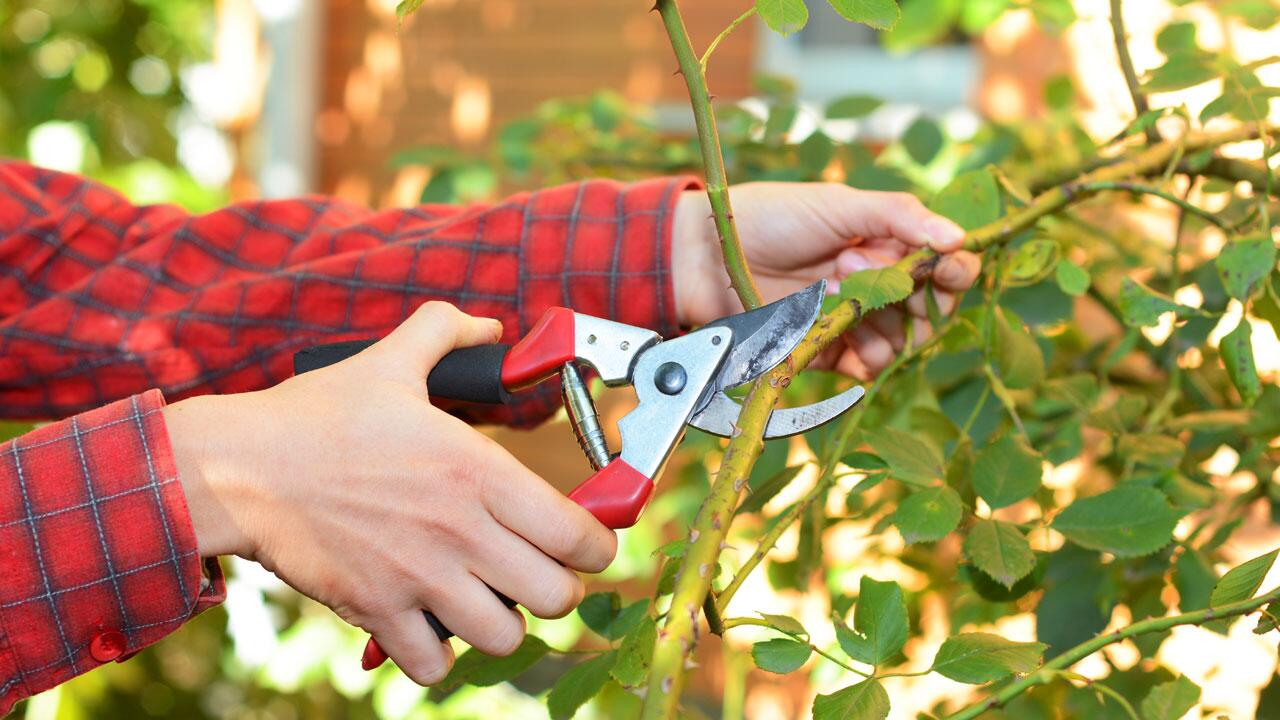 Garten-Fehler vermeiden: Welche Pflanzen Sie im Herbst nicht zurückschneiden sollten