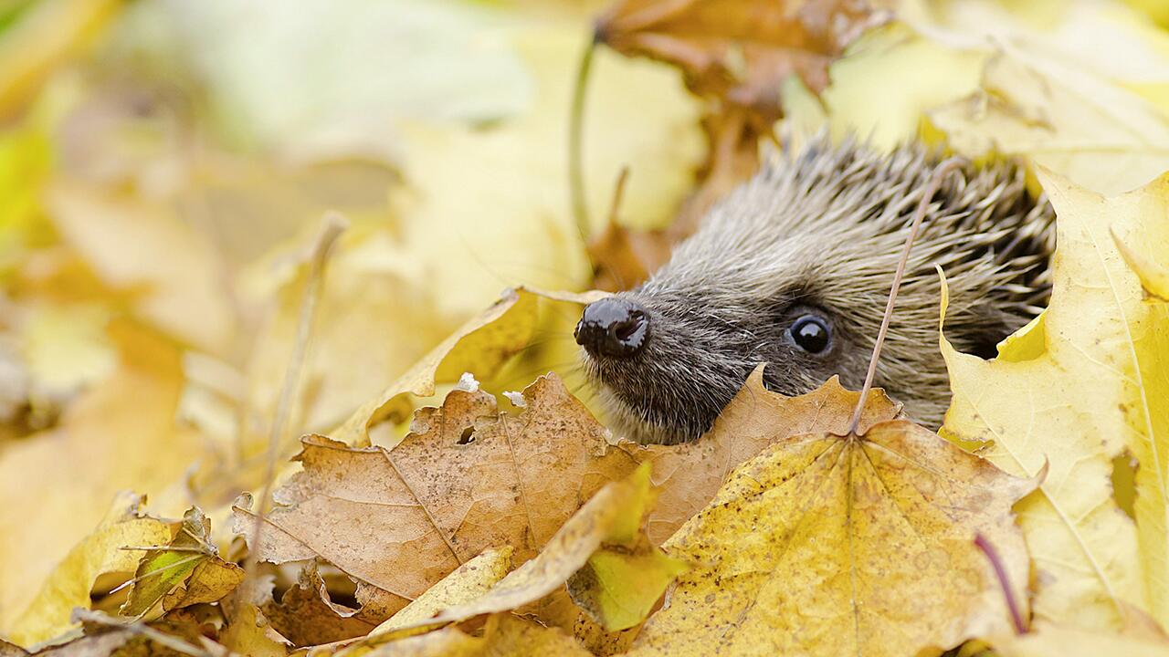 Gartenarbeiten im Oktober: Diese Aufgaben stehen jetzt an