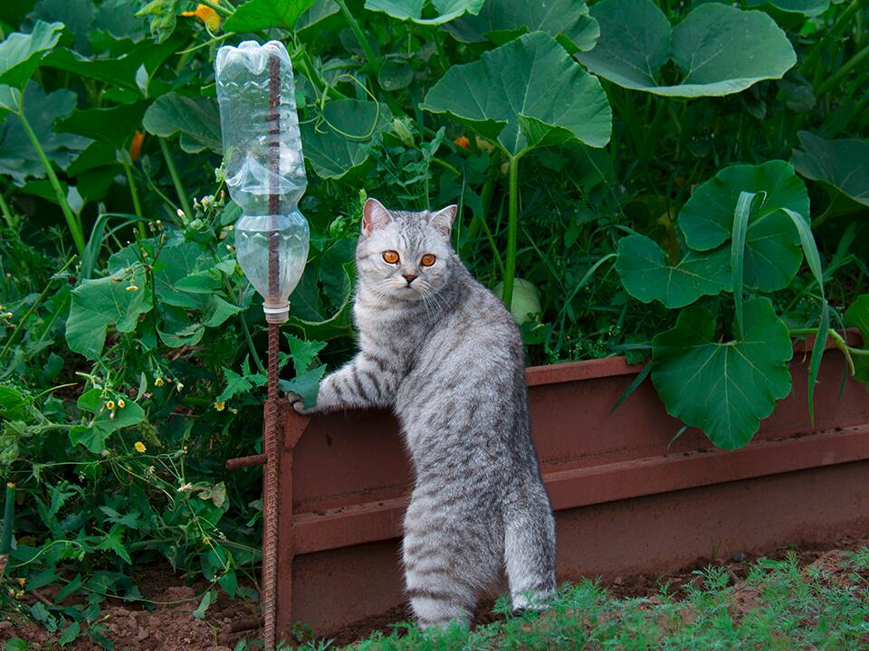 Fremde Katzen aus dem eigenen Garten fernhalten: So geht´s - Garten, HausXXL, Garten