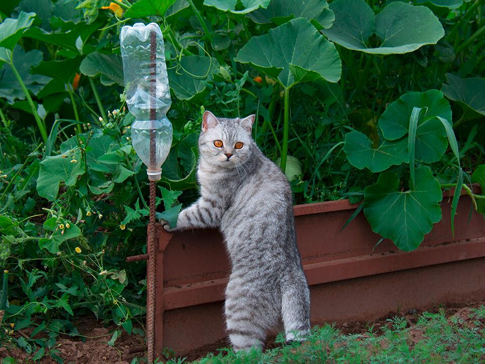 Katzen vertreiben: 6 wirksame Methoden - aus dem Garten fernhalten 