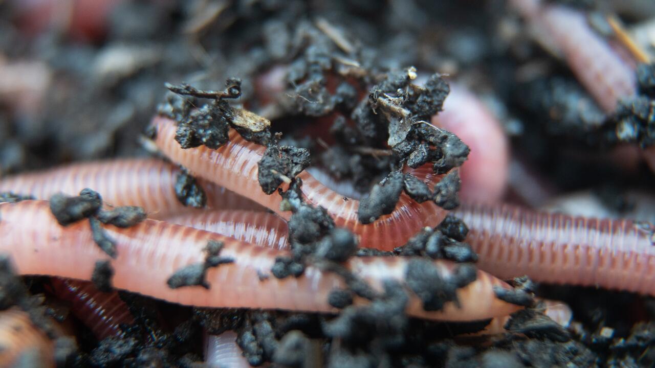 Gartenlampen aus: Regenwürmer paaren sich gerne im Dunkeln 