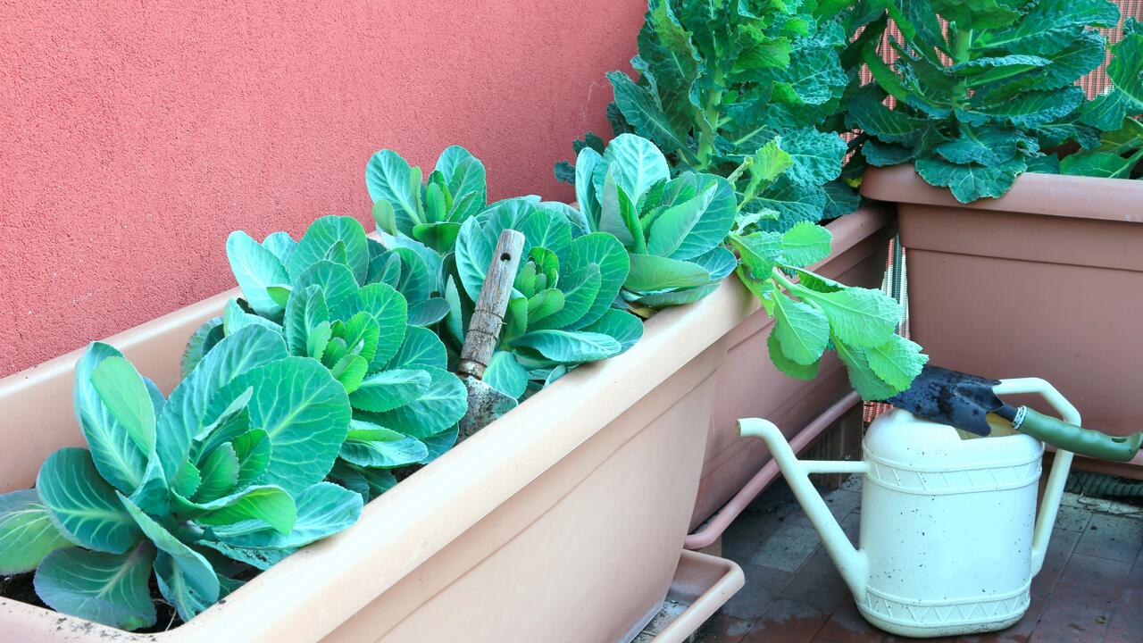 Gemüse auf dem Balkon: Was jetzt noch für den Winter wächst