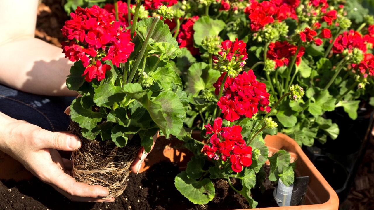 Geranien überwintern: So bringen Sie die Pelargonie gut durch den Winter