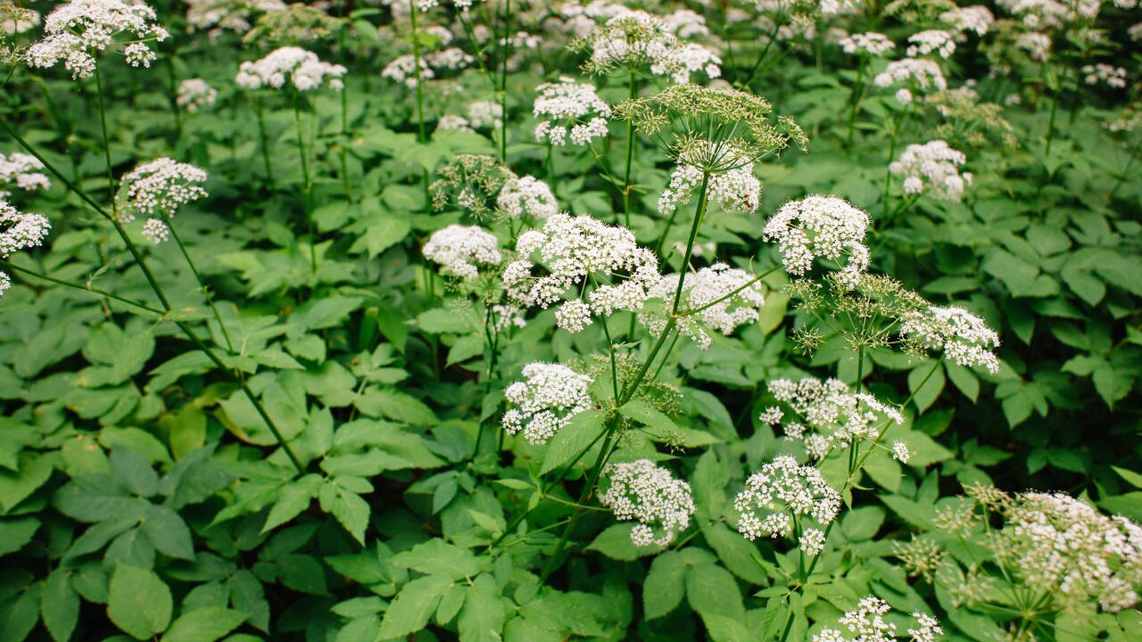 Giersch bekämpfen: So beseitigen Sie die lästige – aber leckere – Pflanze im Garten