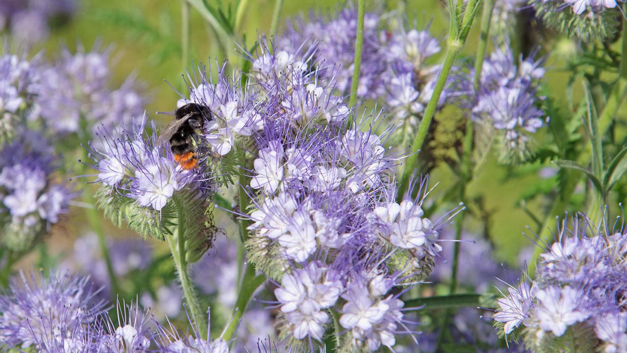 Gründüngung im Herbst: Wellnesskur für den Boden Gründüngung im Herbst: Wellnesskur für den Boden