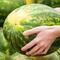 Reife Wassermelone erkennen: 6 Hinweise helfen
