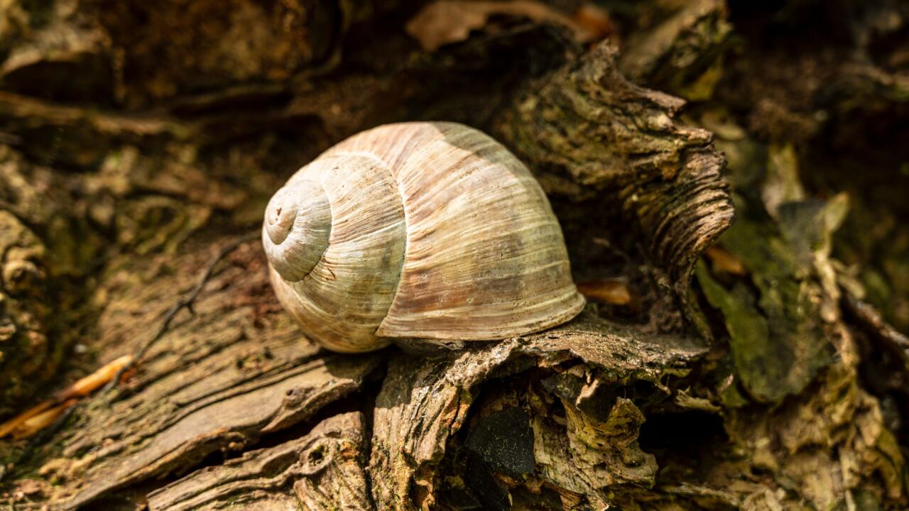 Heißes Sommerwetter bringt Schnecken den Tod 