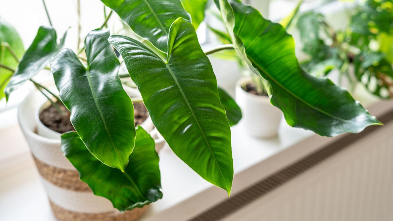 Heizungsluft? Kein Problem! Diese Pflanzen dürfen im Winter auf die Fensterbank