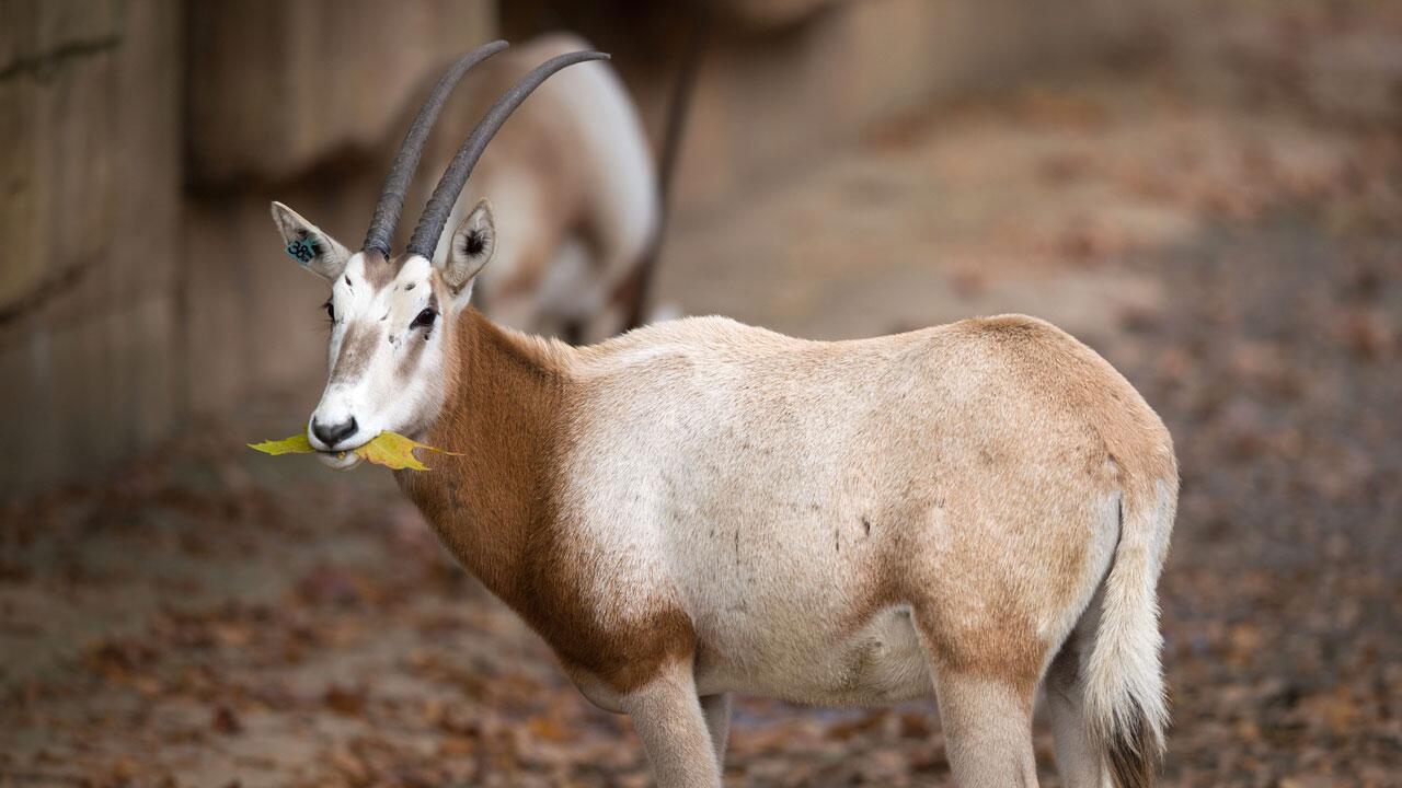 "Herkulesaufgabe": Dutzende Arten leben nur noch in Zoos