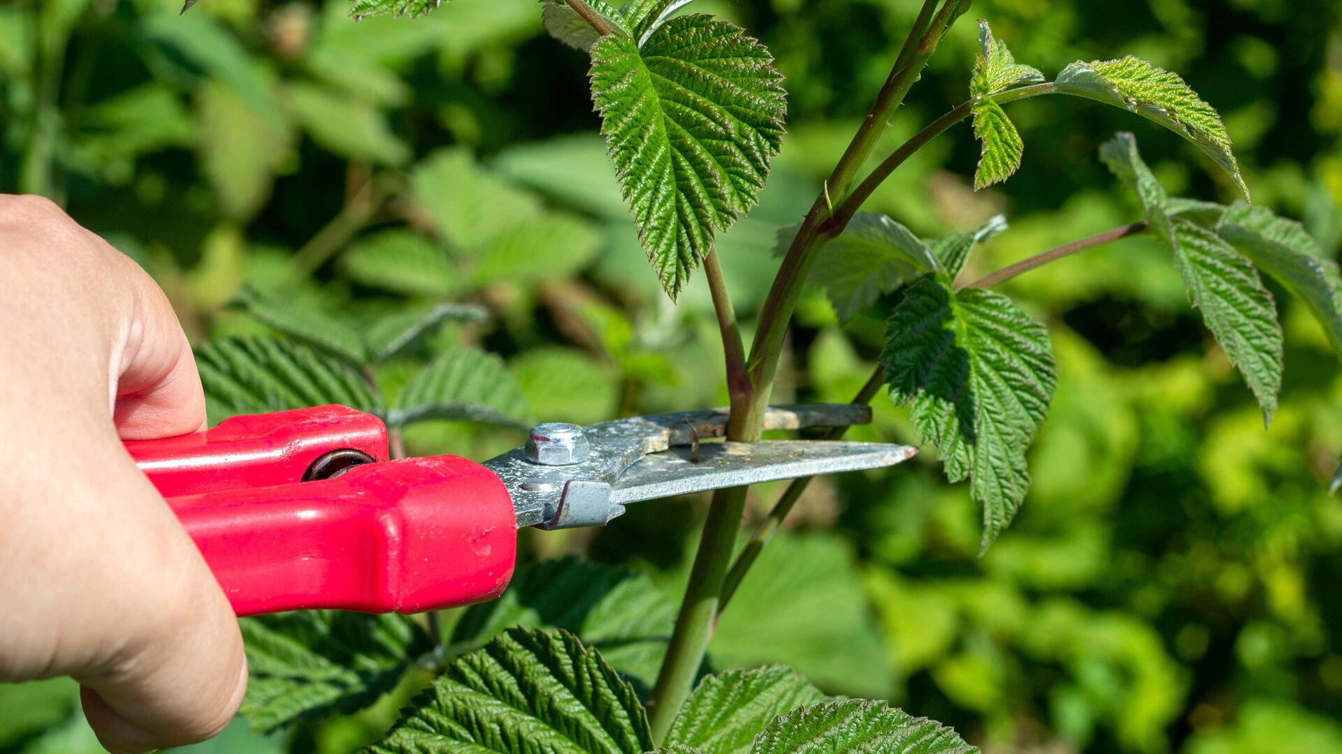 Himbeeren schneiden leicht gemacht: So gelingt der Schnitt von Sommer- und Herbsthimbeeren