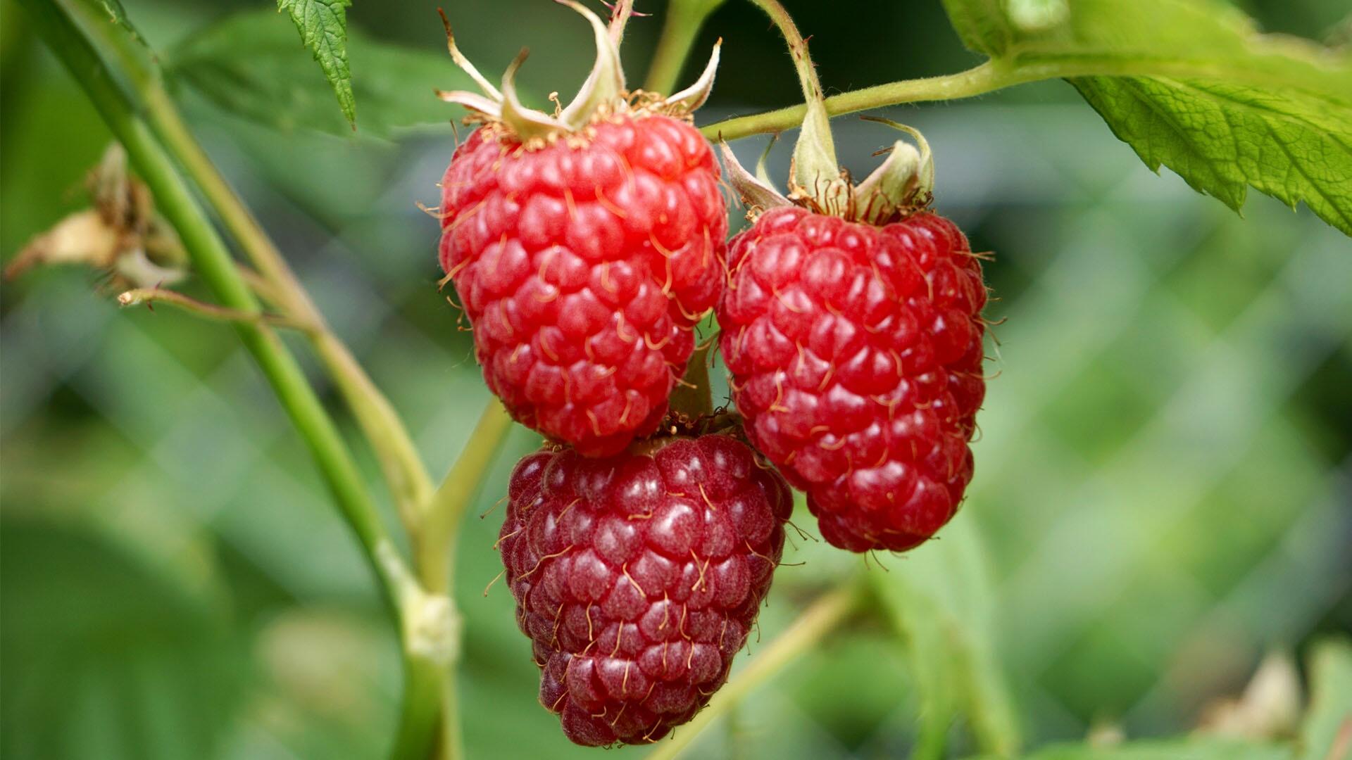 Himbeeren sind beliebt. Aber wie gesund sind sie? 