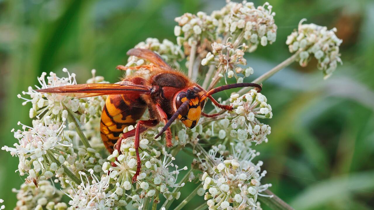 Hornissenstiche sind schmerzhaft. Aber sind sie auch gefährlich?