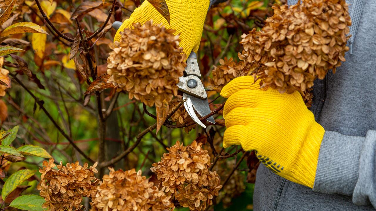 Hortensie überwintern: Schutz für kalte Wintertage