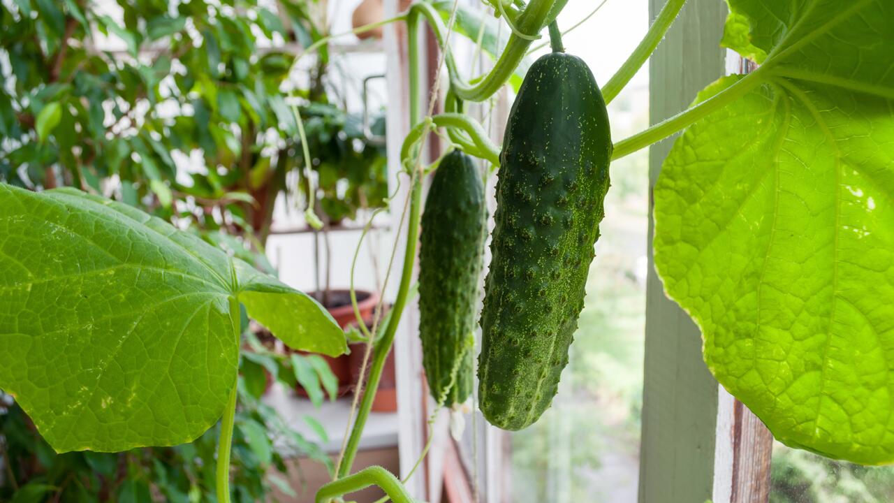 Gurken statt Geranien: Gemüse auf dem Balkon anbauen