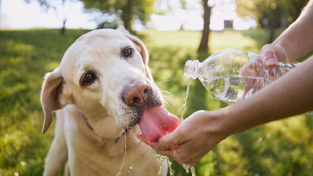 Hund & Hitze: So schützen Sie Ihren Vierbeiner vor der Sommerhitze