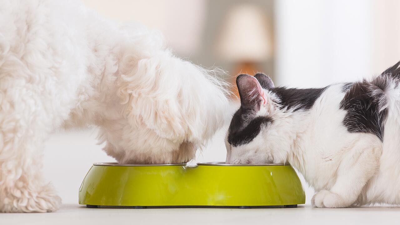 Hund und Katze vegan oder vegetarisch ernähren: Ist das artgerecht?