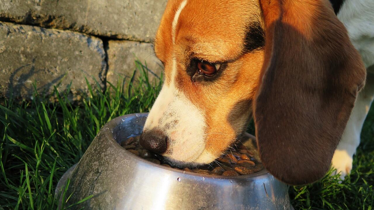 Hundefutter-Rückruf