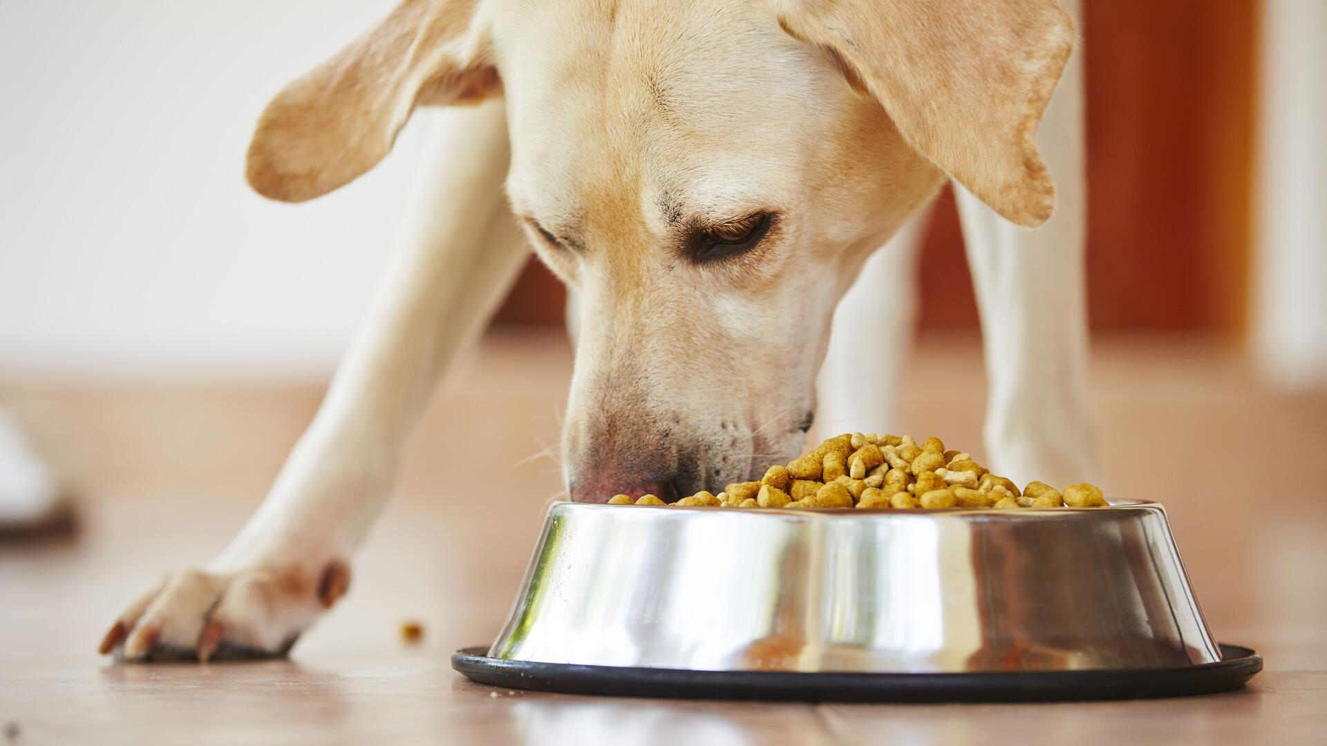 Hundefutter von Pedigree und Chappi werden zurückgerufen.