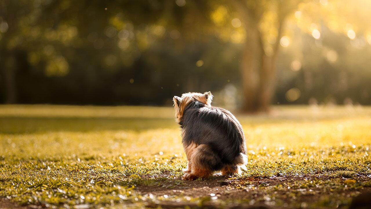 Hundehäufchen liegen lassen: So teuer kann es werden