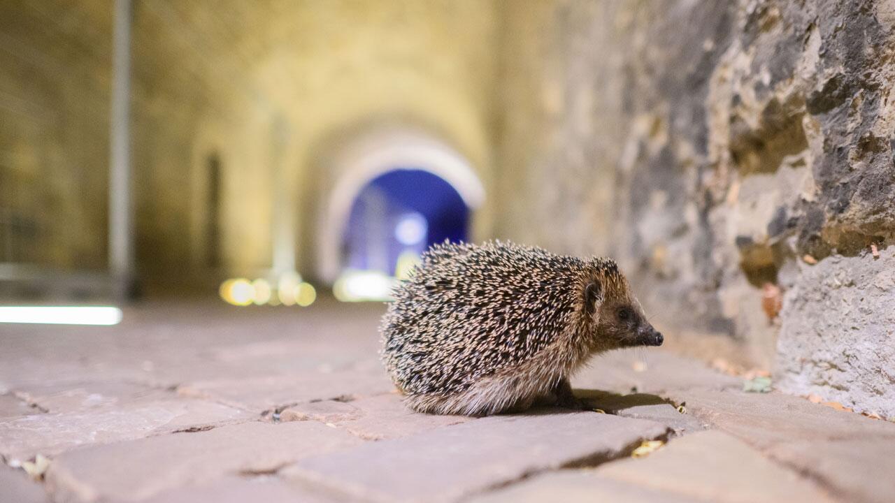 Igel auf Nahrungssuche sterben in Gelben Säcken