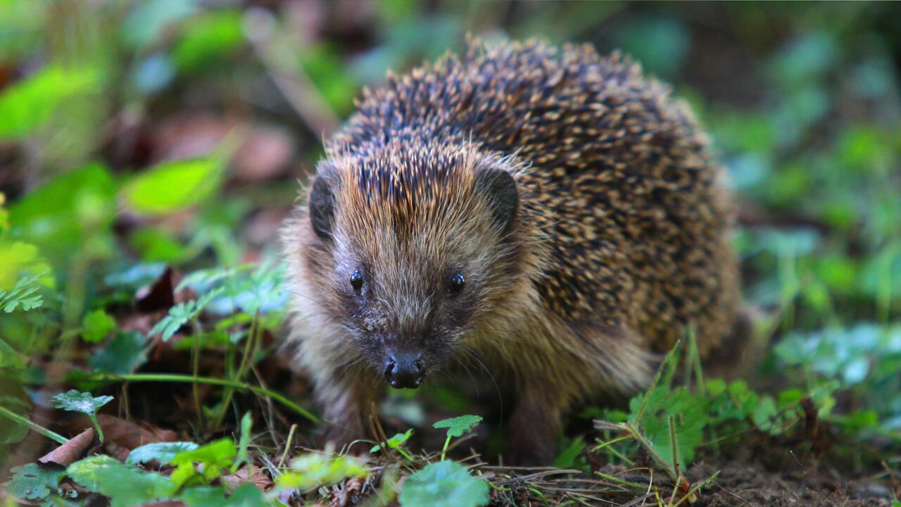 Igel finden wegen Trockenheit kaum Nahrung