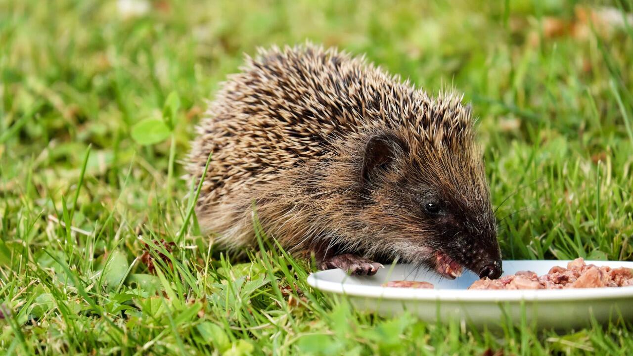 Igel zu füttern ist nicht immer eine gute Idee.