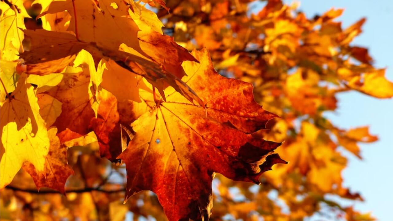 Im Herbst erstrahlen die Blätter der Laubbäume in bunten Farben.