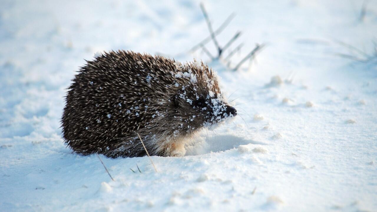 Im Winter halten Igel Winterschlaf. Was tun, wenn Sie jetzt einen Igel im Garten sehen?