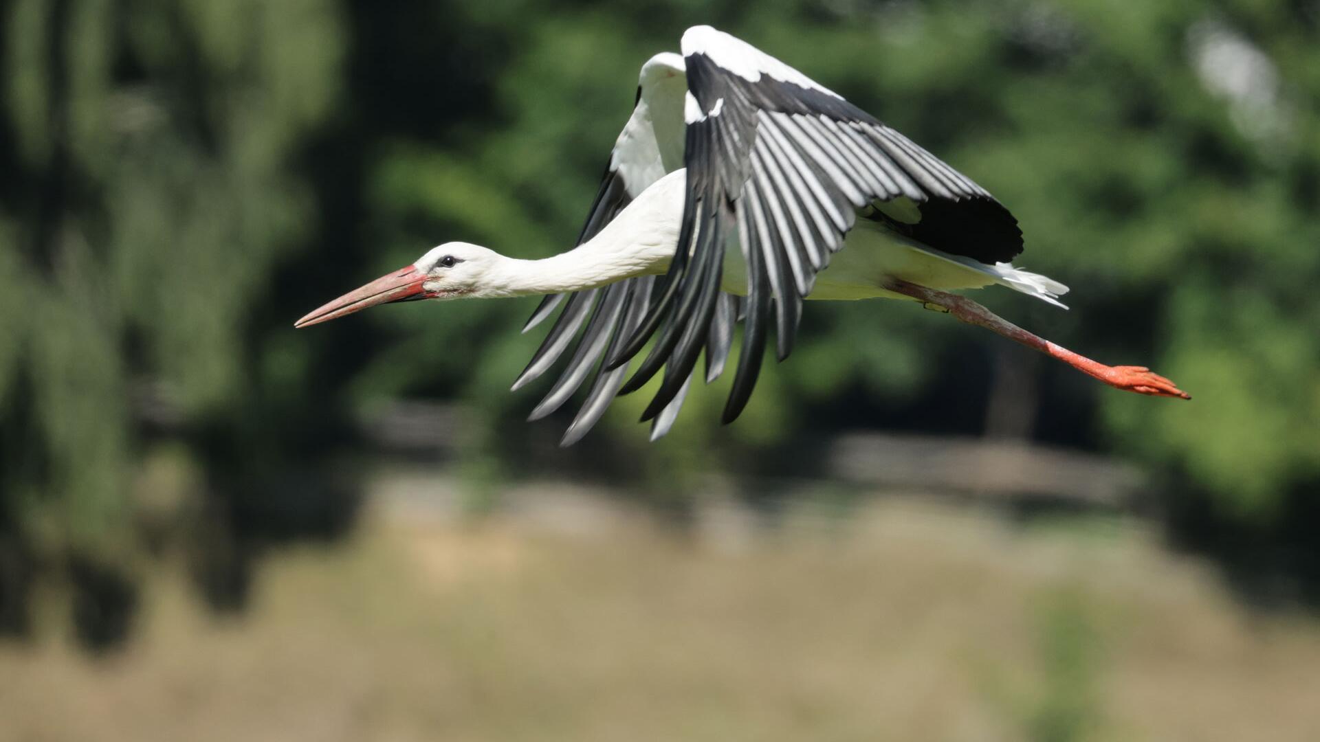 Immer mehr Störche bleiben in Deutschland – NABU ruft zur Winterzählung auf