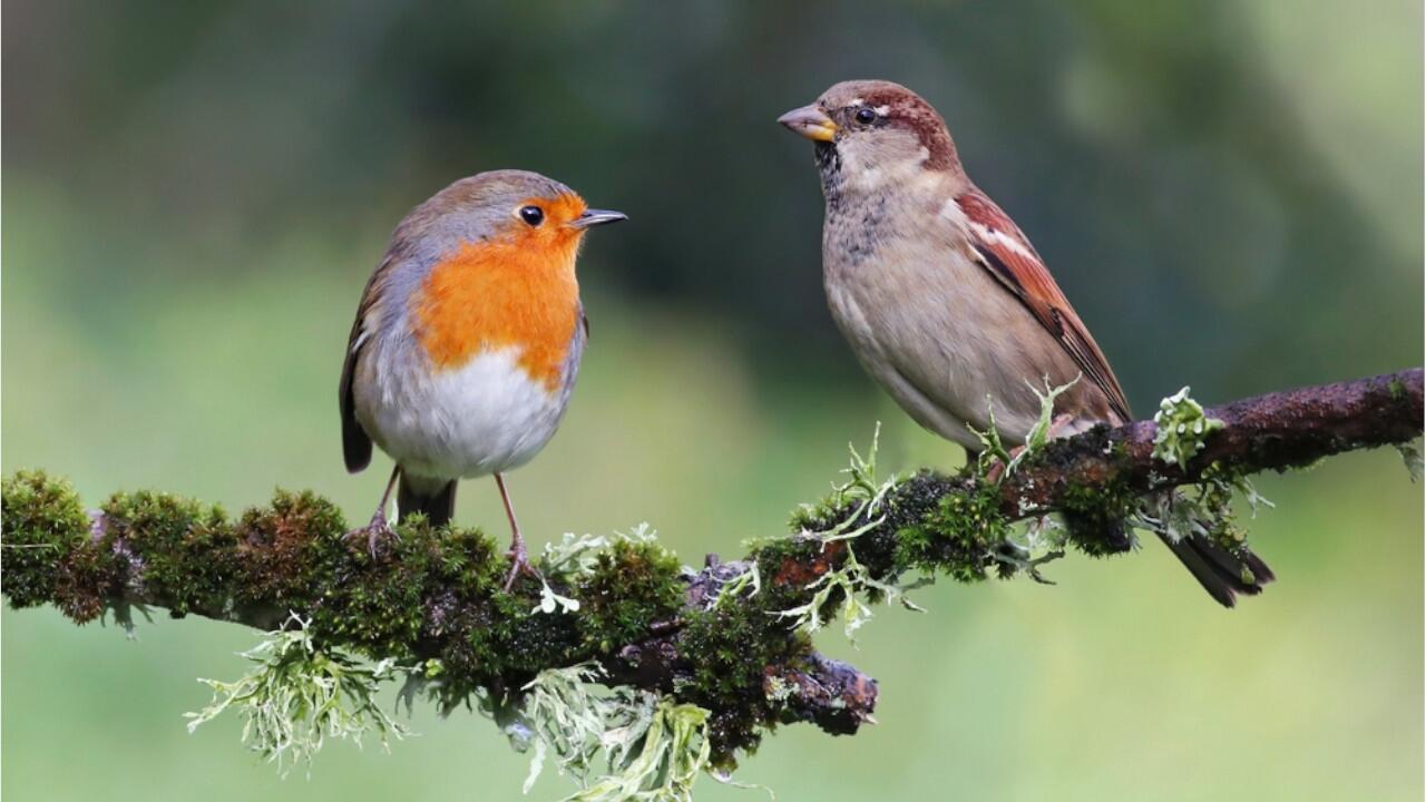 Immer mehr Vogelarten sind vom Aussterben bedroht.