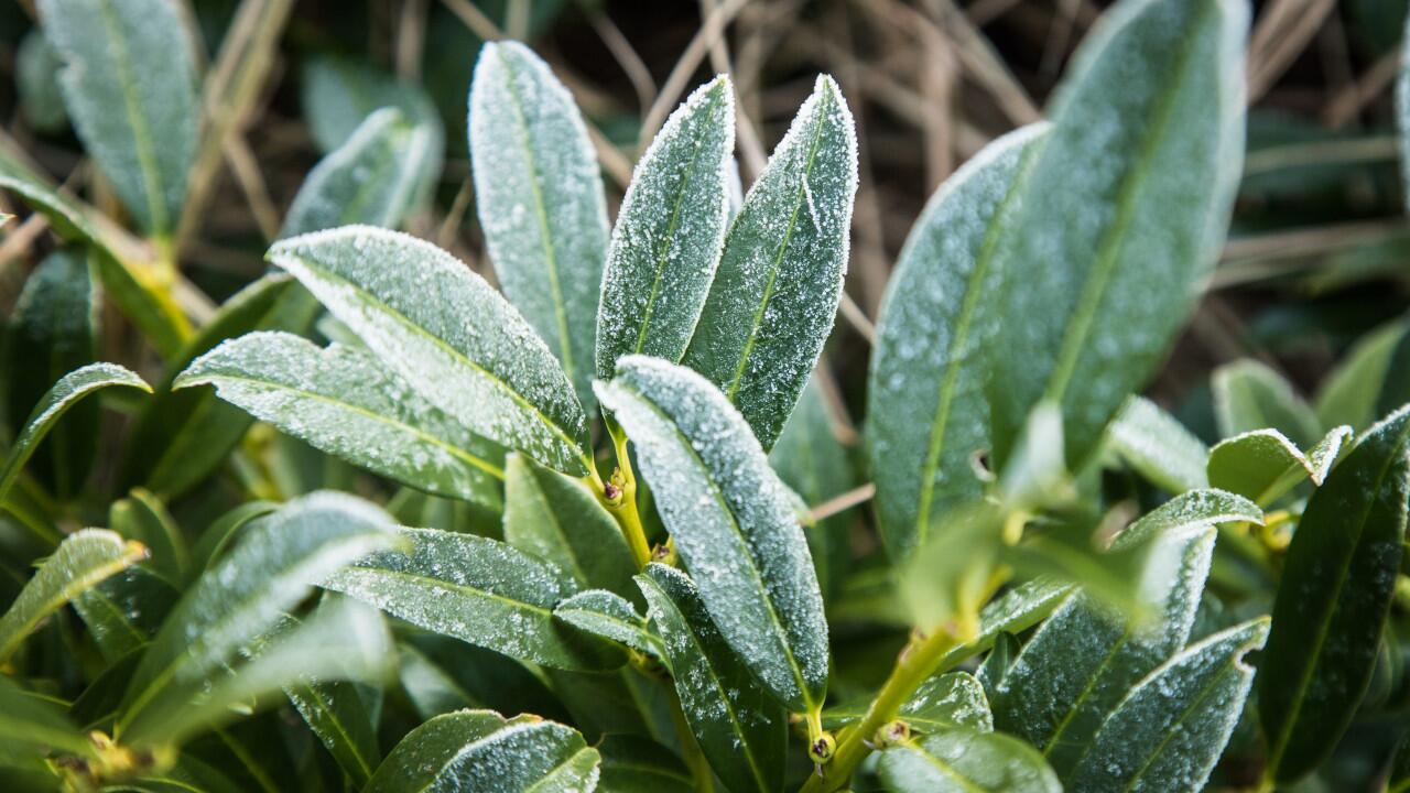 Immergrüne Pflanzen haben auch im Winter Durst.