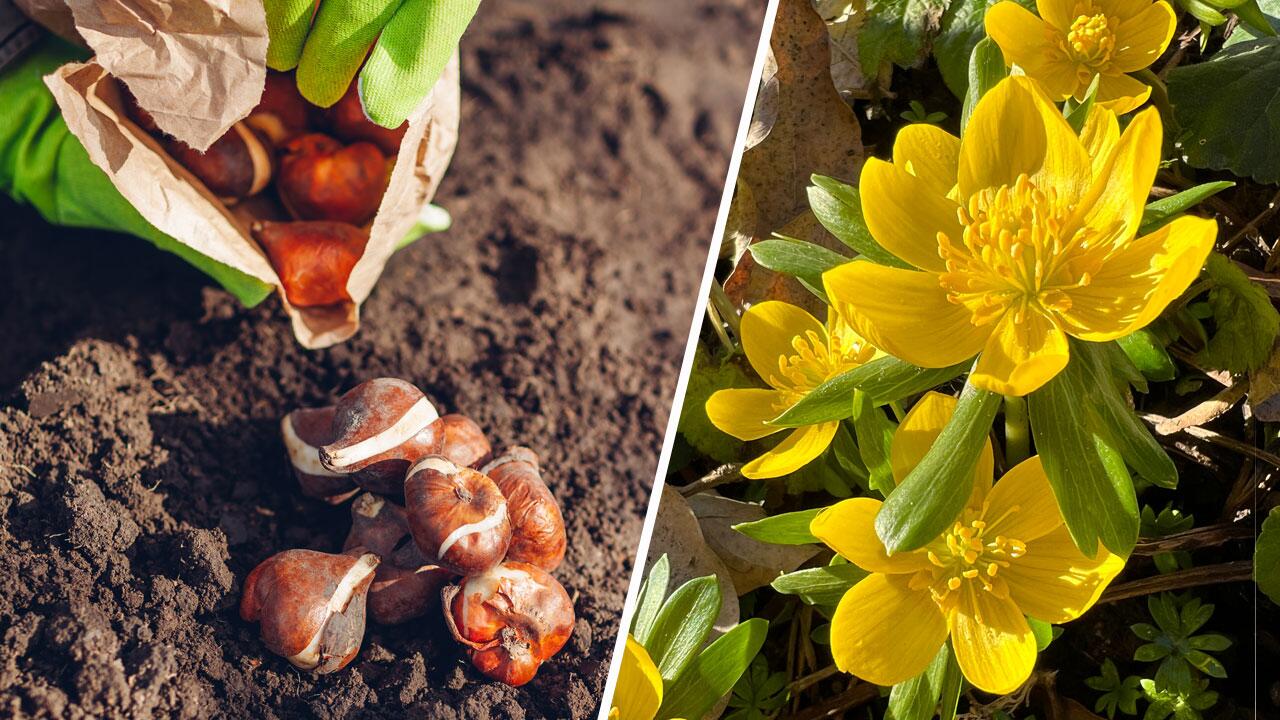 In der Herbstsonne ist die richtige Zeit, um Blumenzwiebeln für den Frühling anzupflanzen.